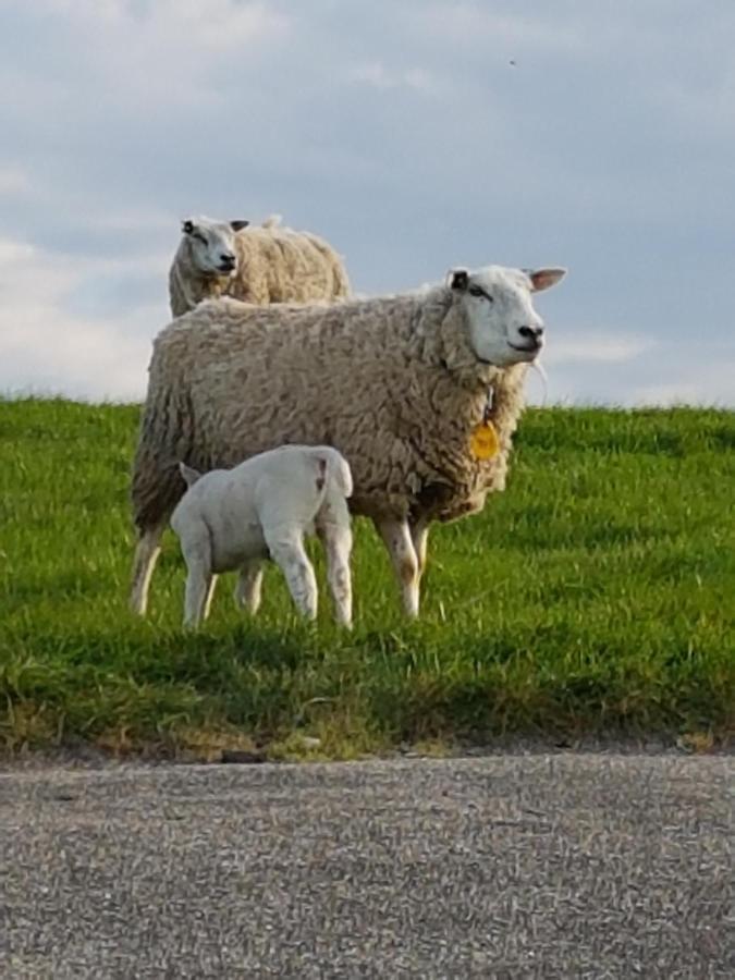 "Het Steechje" In Ie Bij Schiermonnikoog En Ameland Lägenhet Ee Exteriör bild